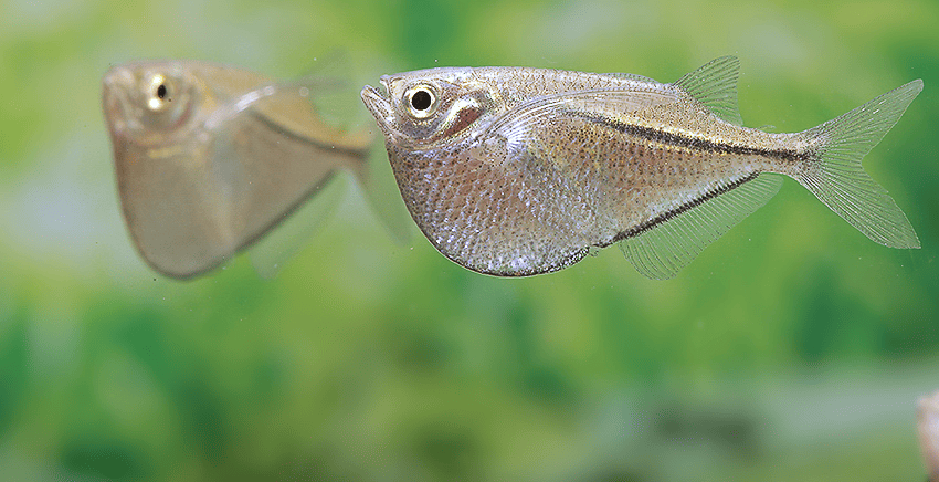 Gasteropelecus sternicla