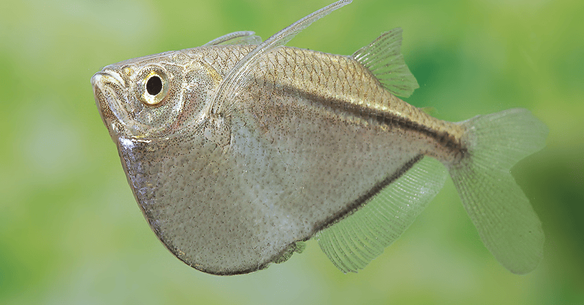 Gasteropelecus sternicla