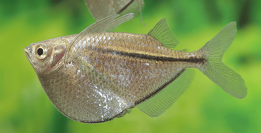 Gasteropelecus sternicla
