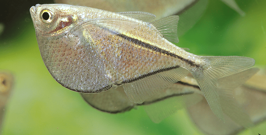 Gasteropelecus sternicla