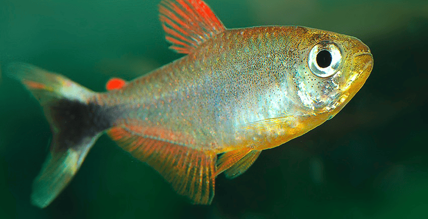 Hyphessobrycon robustulus
