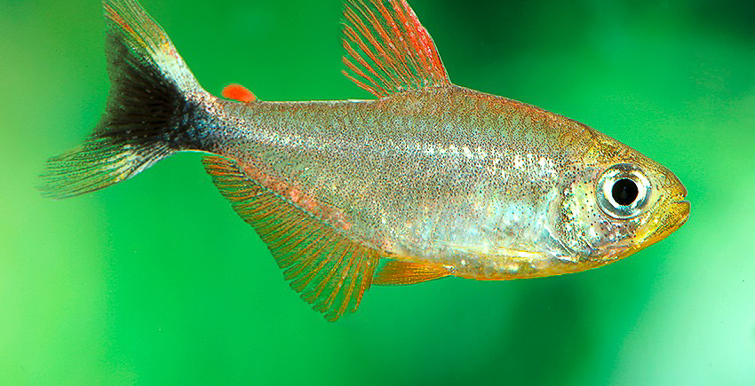 Hyphessobrycon robustulus