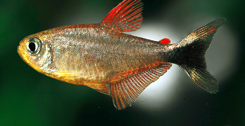 Hyphessobrycon robustulus