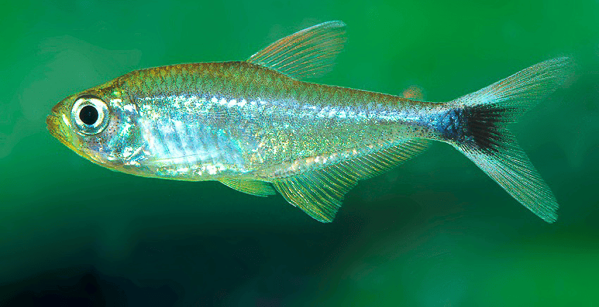 Hyphessobrycon robustulus