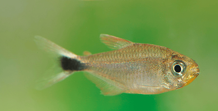 Hyphessobrycon robustulus