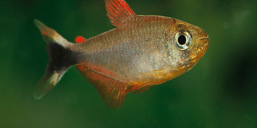 Hyphessobrycon robustulus