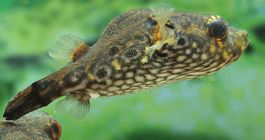 Der Drachen-Kugelfisch (Pao palembangensis)