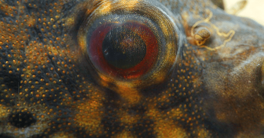 Der Drachen-Kugelfisch (Pao palembangensis) Der Drachen-Kugelfisch (Pao palembangensis)