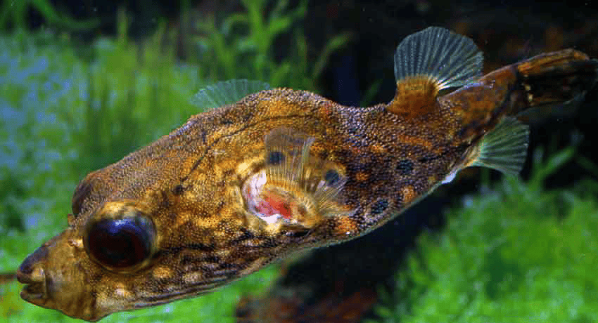 Der Drachen-Kugelfisch (Pao palembangensis)