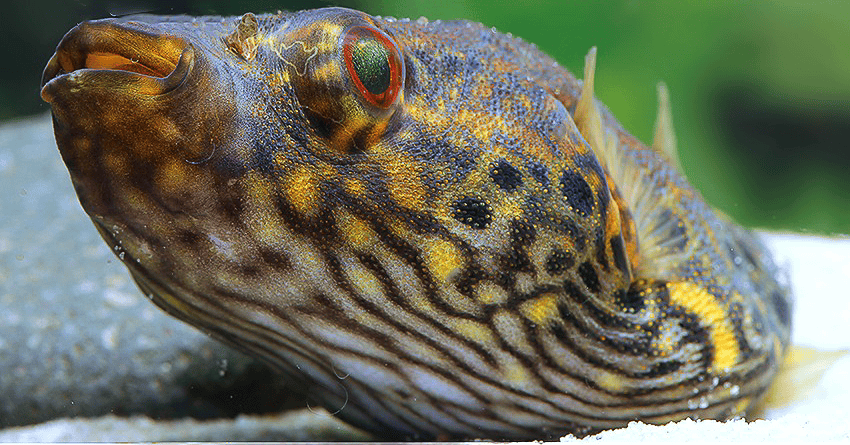 Der Drachen-Kugelfisch (Pao palembangensis)