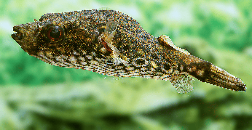 Der Drachen-Kugelfisch (Pao palembangensis)