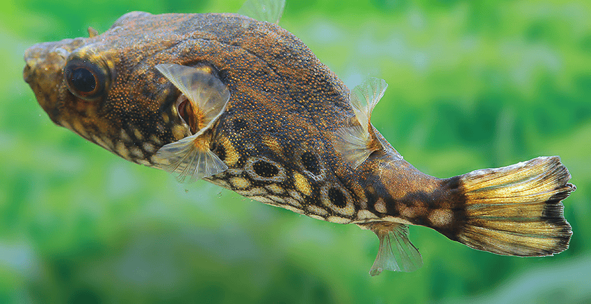 Der Drachen-Kugelfisch (Pao palembangensis)