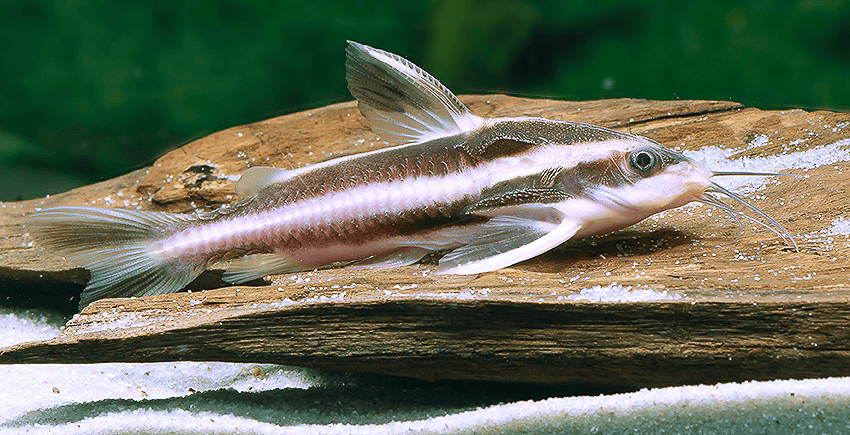 Der Linien-Dornwels (Platydoras armatulus)