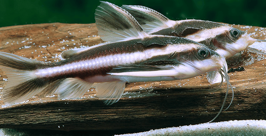Der Linien-Dornwels (Platydoras armatulus)