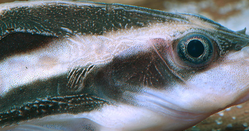 Der Linien-Dornwels (Platydoras armatulus)