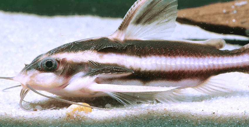 Der Linien-Dornwels (Platydoras armatulus)