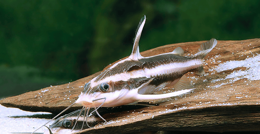 Der Linien-Dornwels (Platydoras armatulus)