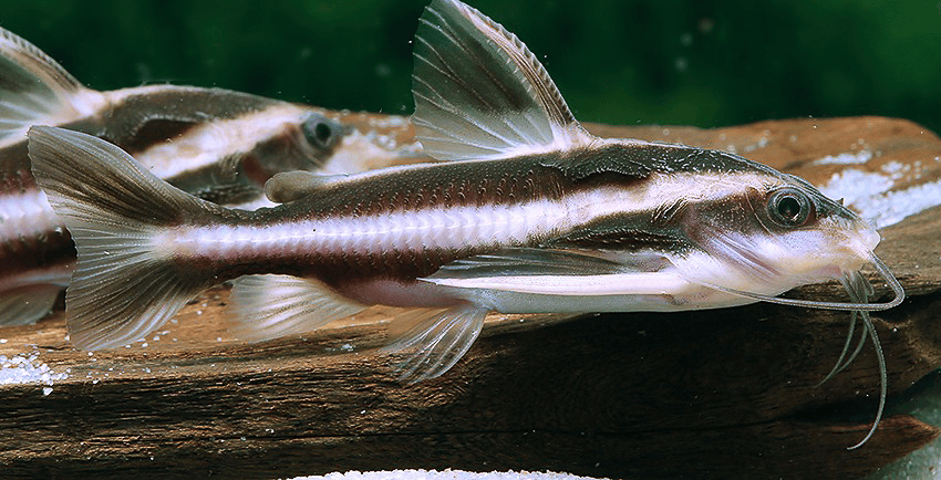 Der Linien-Dornwels (Platydoras armatulus)