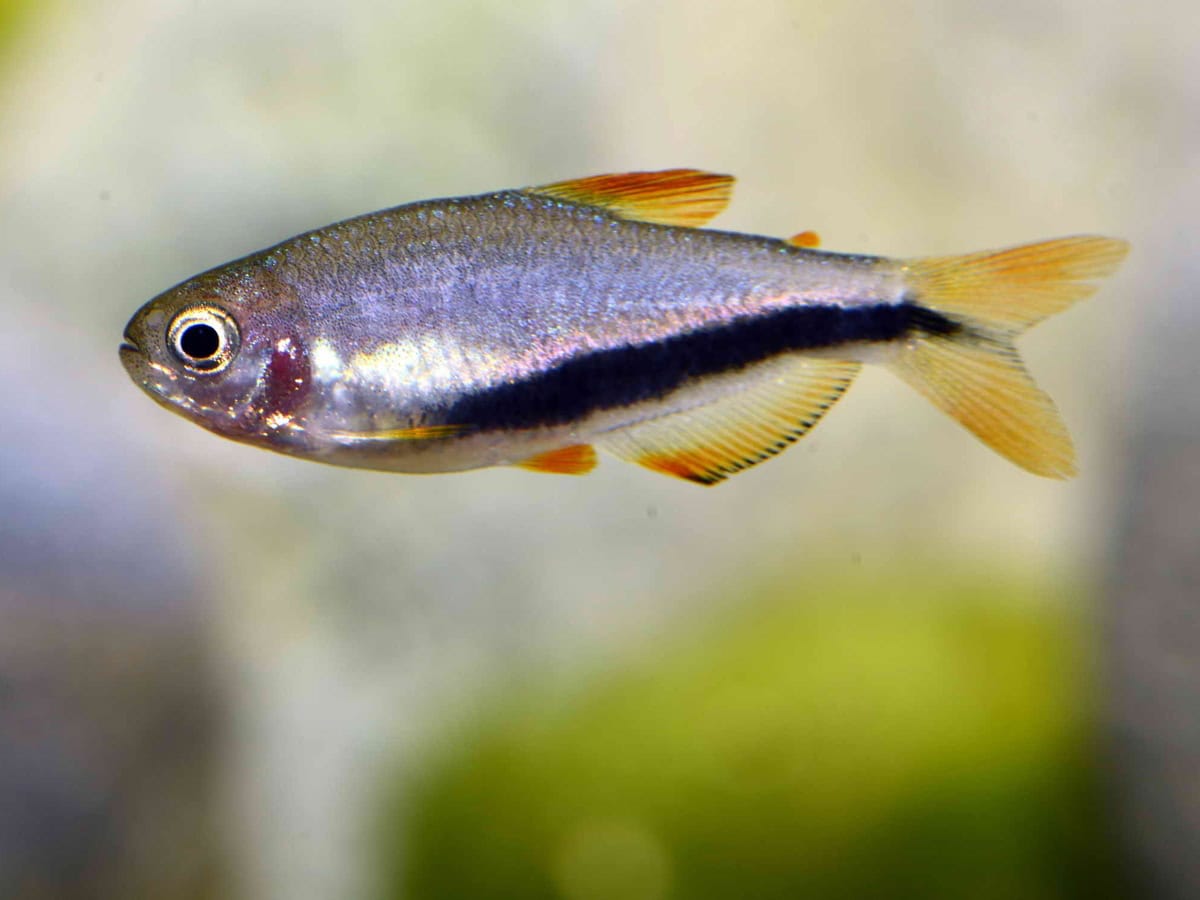 ZA2864 Inpaichthys luizae - Black-Arrow-Königssalmler, DNZ