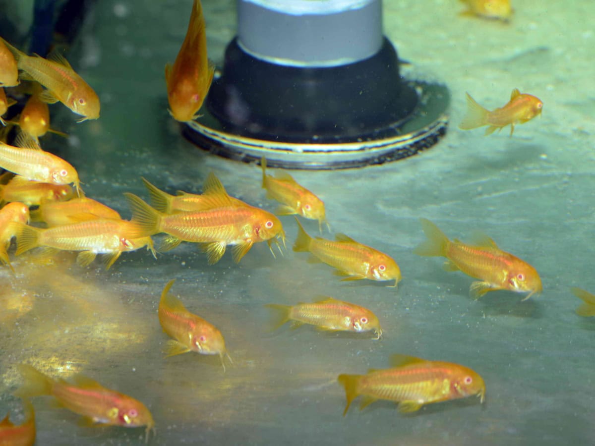 Corydoras sp. "CW10 Albino" - Neon-orange Metallpanz.-Albino, DNZ