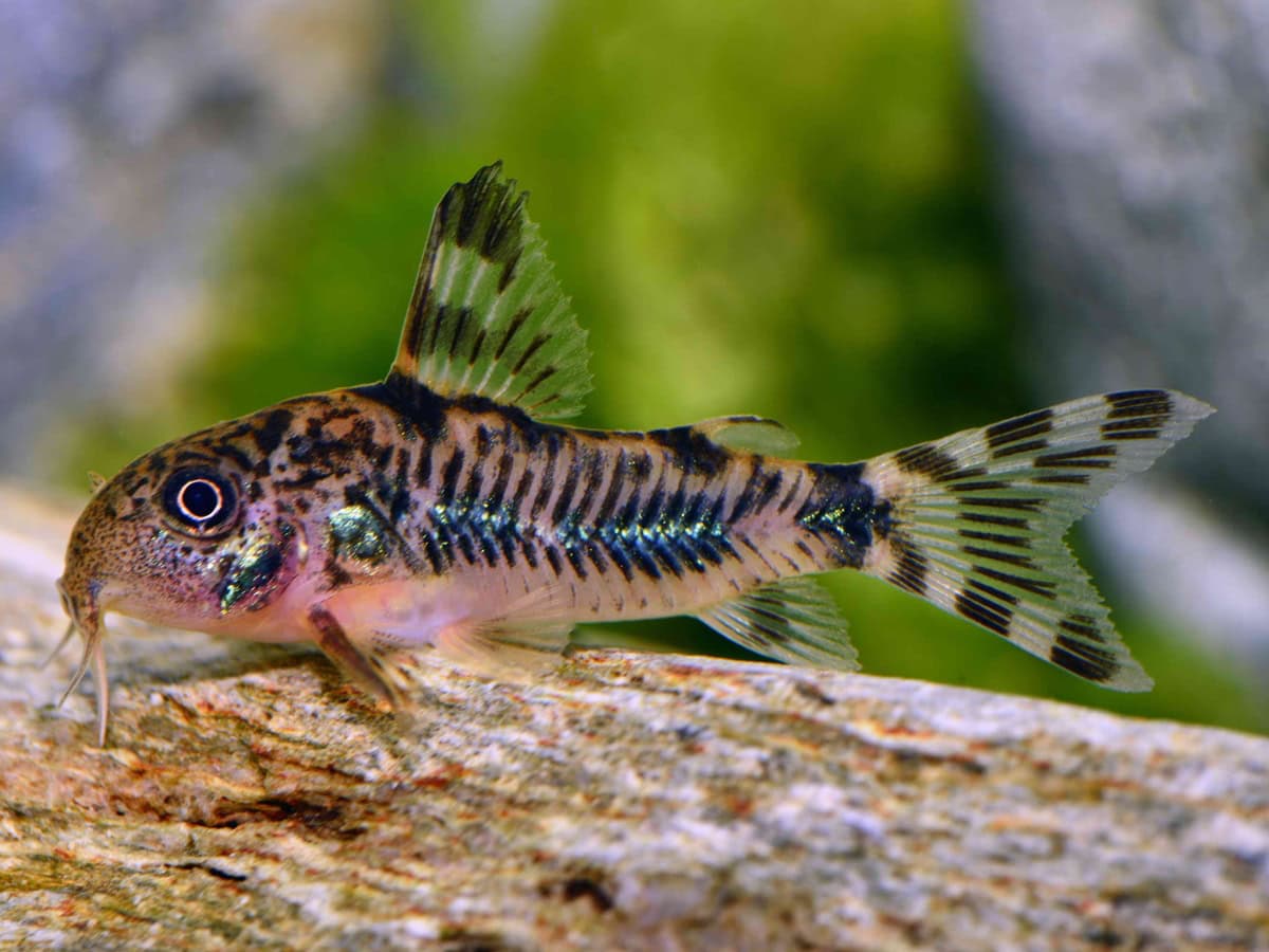 Hoplisoma froehlichi - Froehlichs Panzerwels, DNZ-RARITÄT