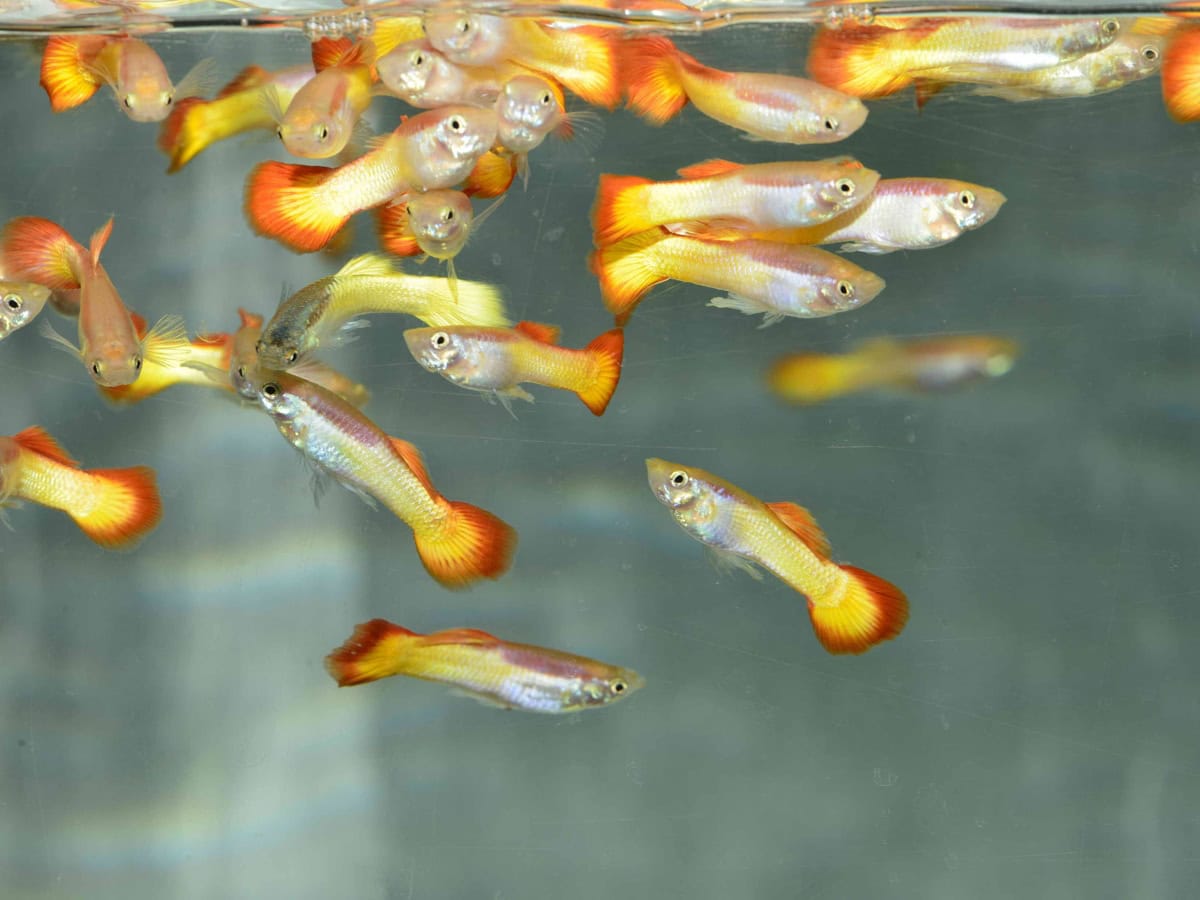 ZD242 Poecilia reticulata "Flamme" - Guppy-Mann-Flamme, NZ-LKA
