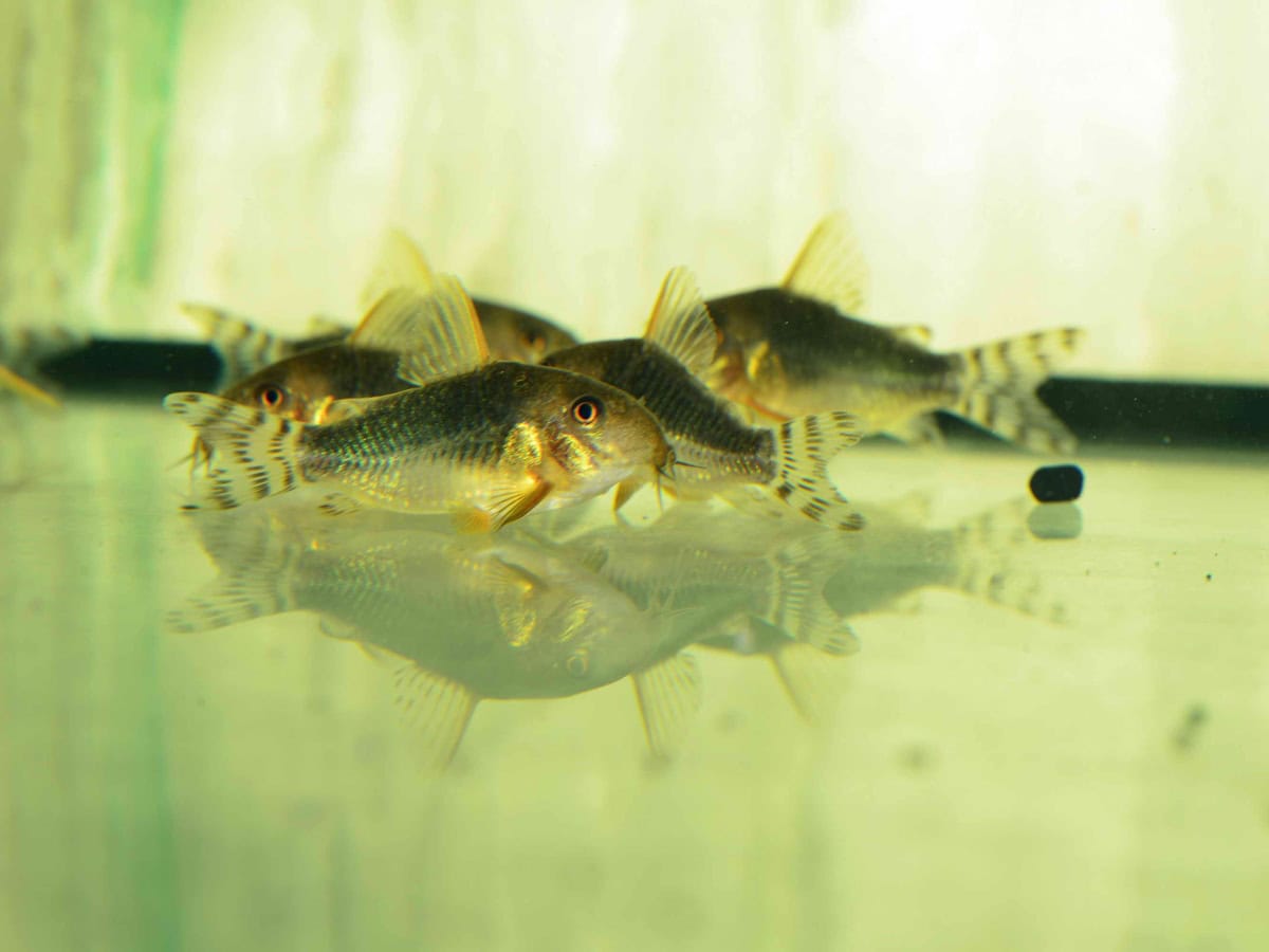 Hoplisoma gossei - Gosses Prachtpanzerwels, DNZ