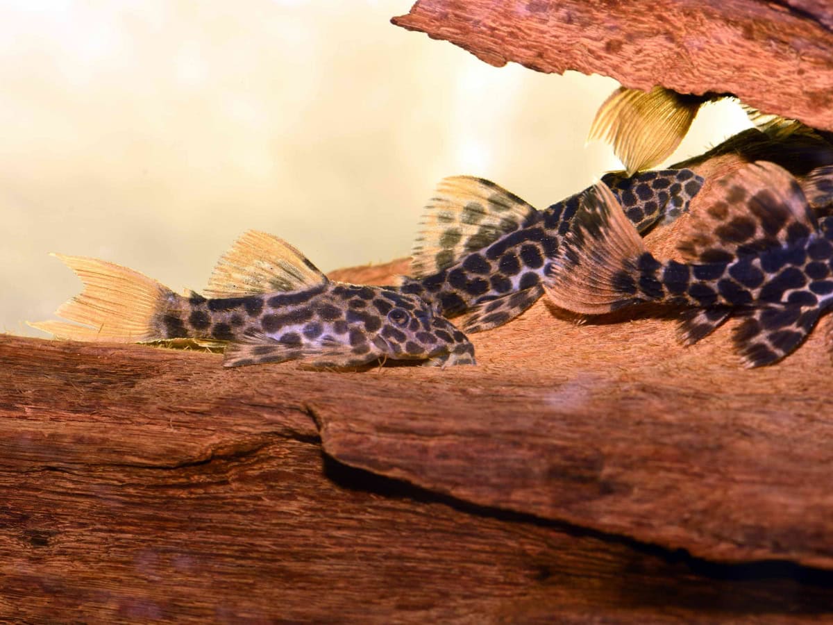 Pseudacanthicus leopardus (Echt!) - Rotflossen-Leopardkaktuswels, WF