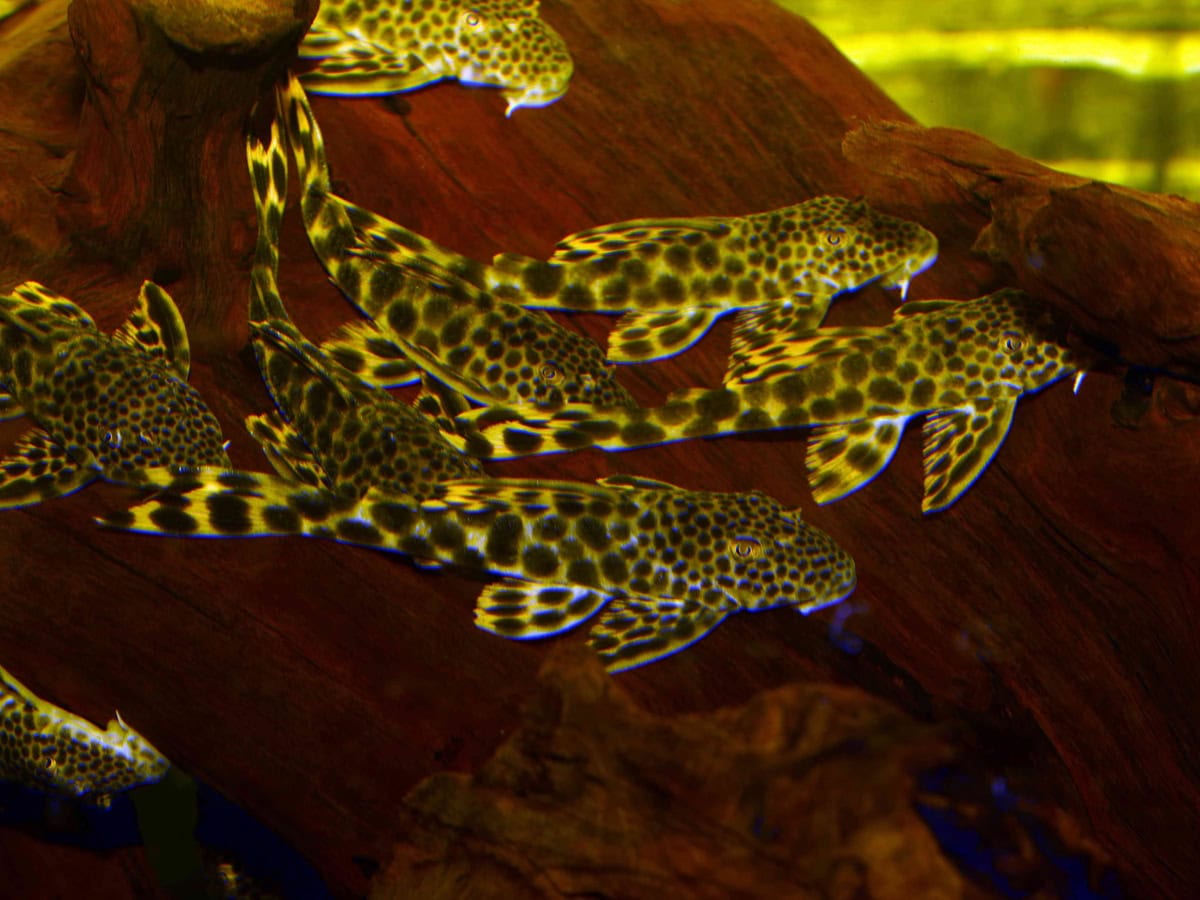 Ancistomus cf. sabaji - L 075 Sabajs Leopard-Pleco, WF