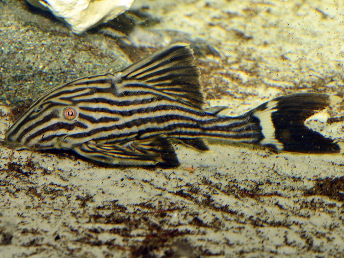 Panaque nigrolineatus - L 190 Royal-Pleco, WF-COL