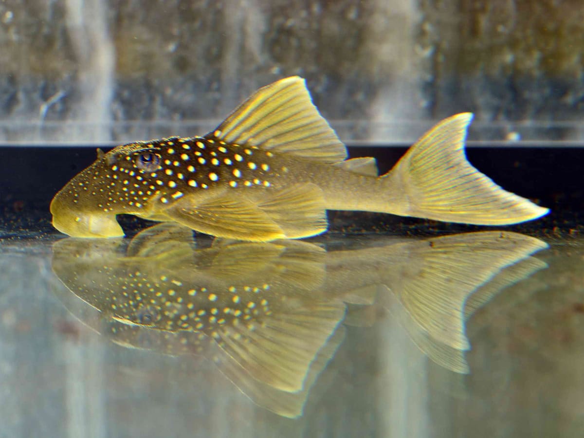 Hemiancistrus" subviridis - L 200 Gelber Phantomwels, WF