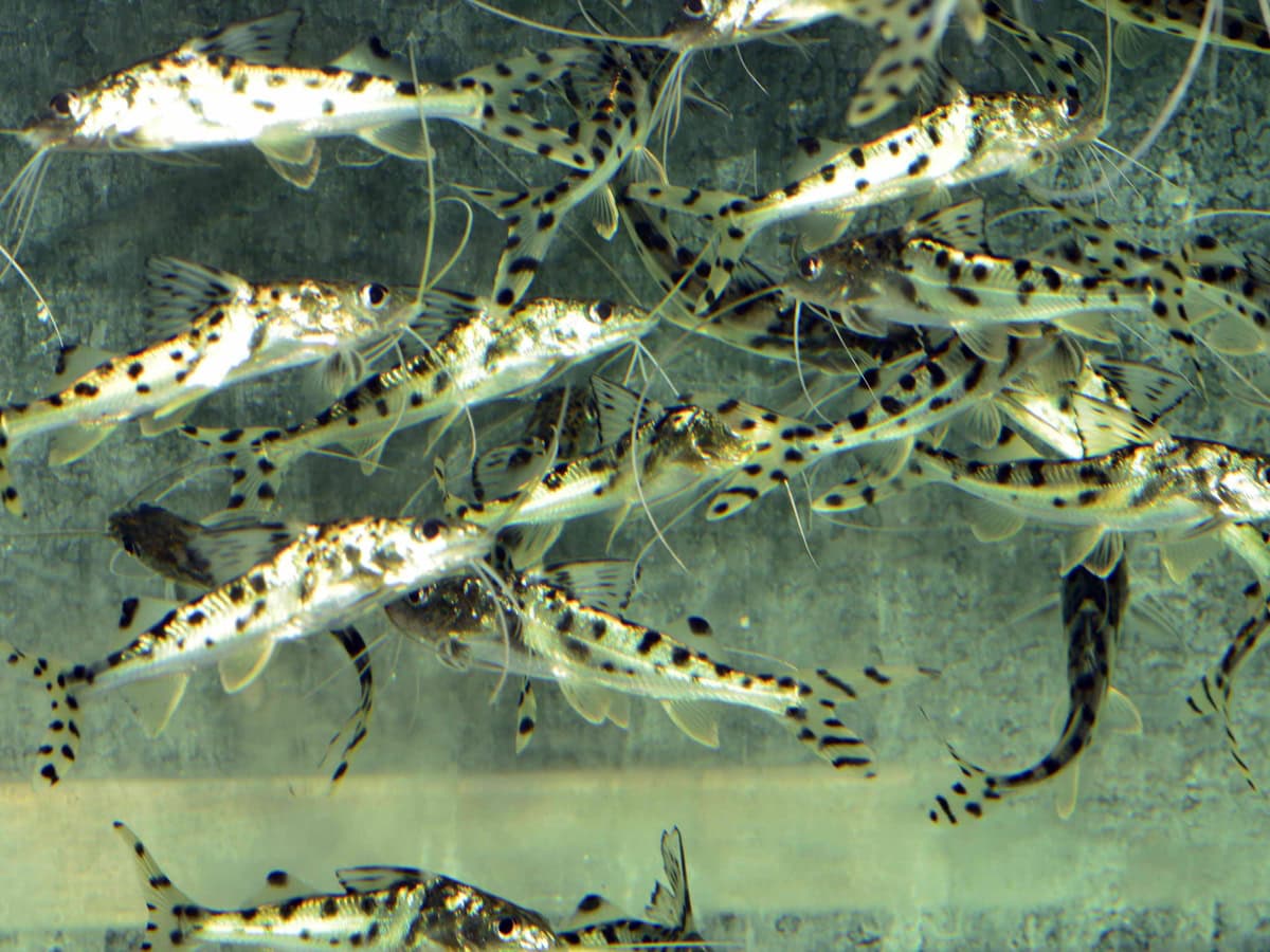 ZF704 Pimelodus pictus - Engelsantennenwels, WF