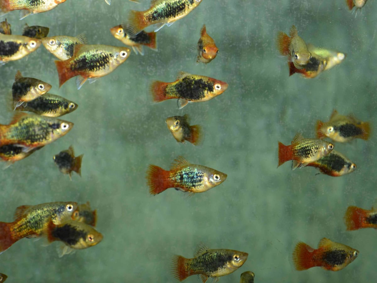 ZG6365 Xiphophorus maculatus "Tuxedo-Rot-Gold" - Platy-Tuxedo-Rot-Gold, NZ
