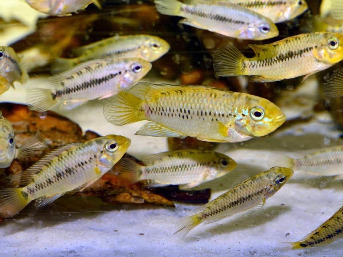 Apistogramma alacrina - Rotpunkt-Zwergbuntbarsch, DNZ