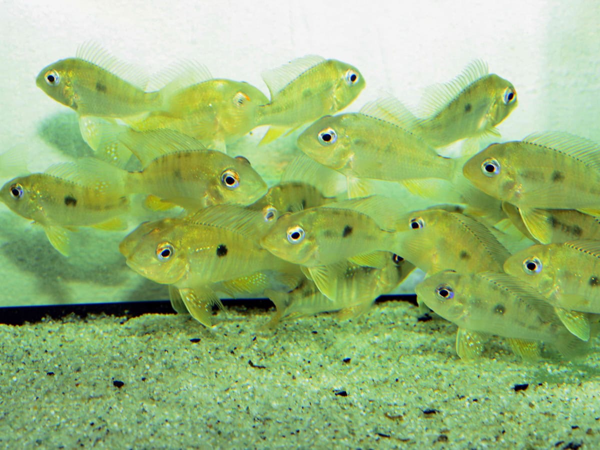 Gymnogeophagus balzani - Ballonkopf-Erdfresser, NZ