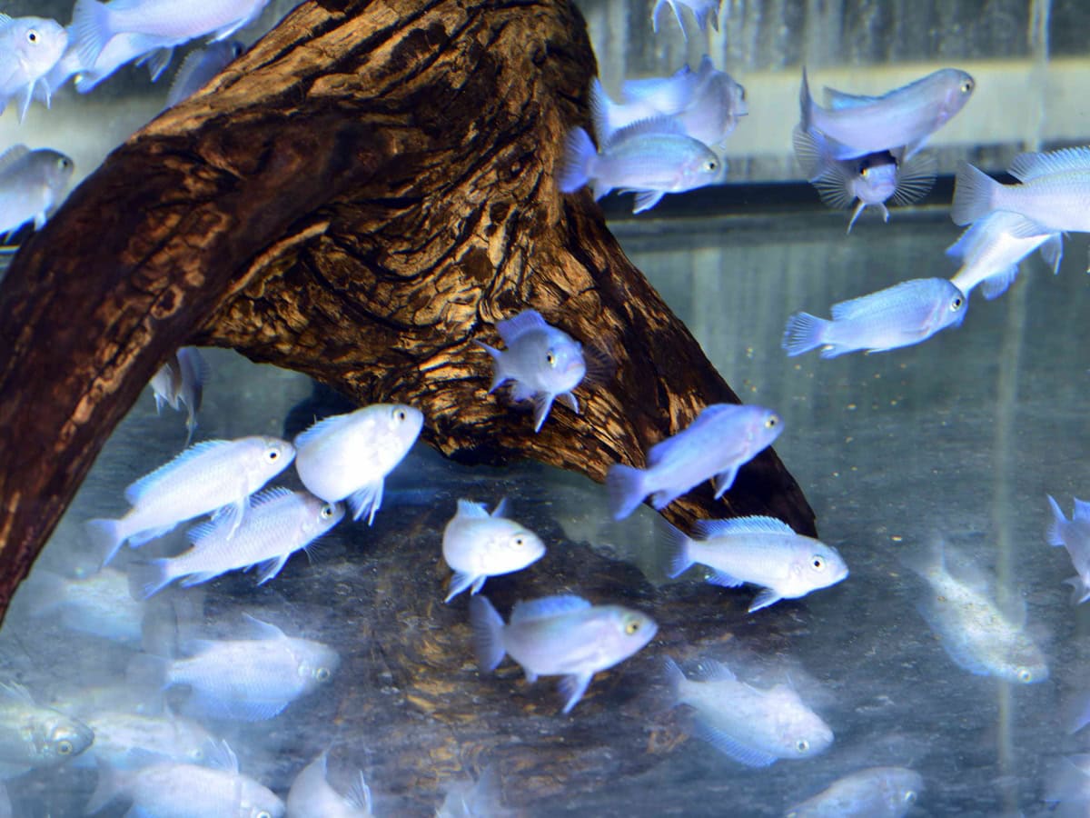 Pseudotropheus callainos - Kobalt-Zebrabuntbarsch, DNZ