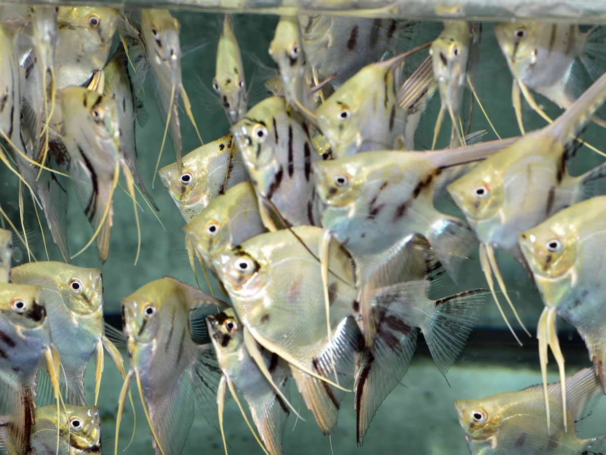 Pterophyllum scalare - Skalar-Leopard, BIO SEC
