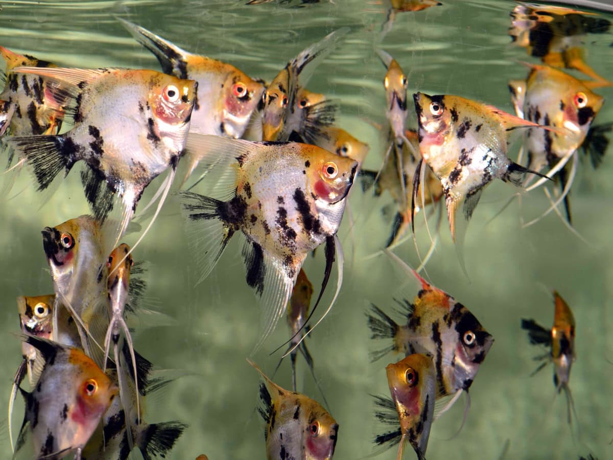 Pterophyllum scalare "Koi Red" - Skalar-Koi-Rot, DNZ