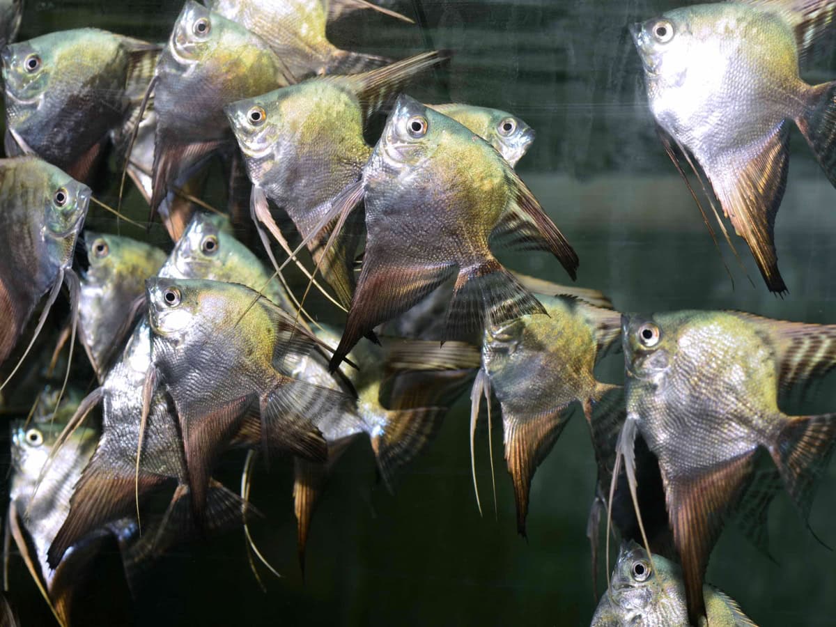 ZJ20752 Pterophyllum scalare "Blue Smokey" - Skalar-Pinoy-Blue-Smokey, DNZ