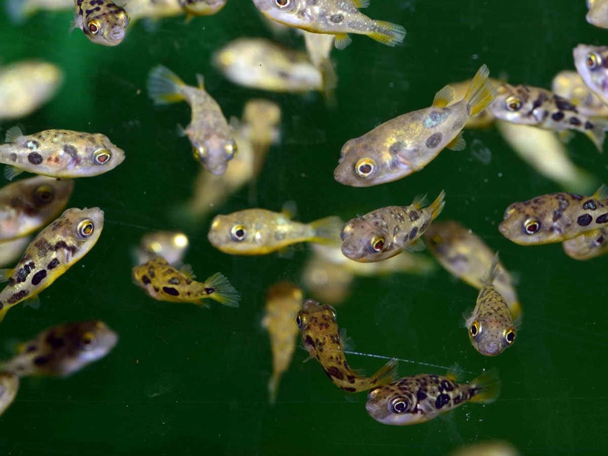 Carinotetraodon travancoricus - Zwergsüßwasserkugelfisch, WF