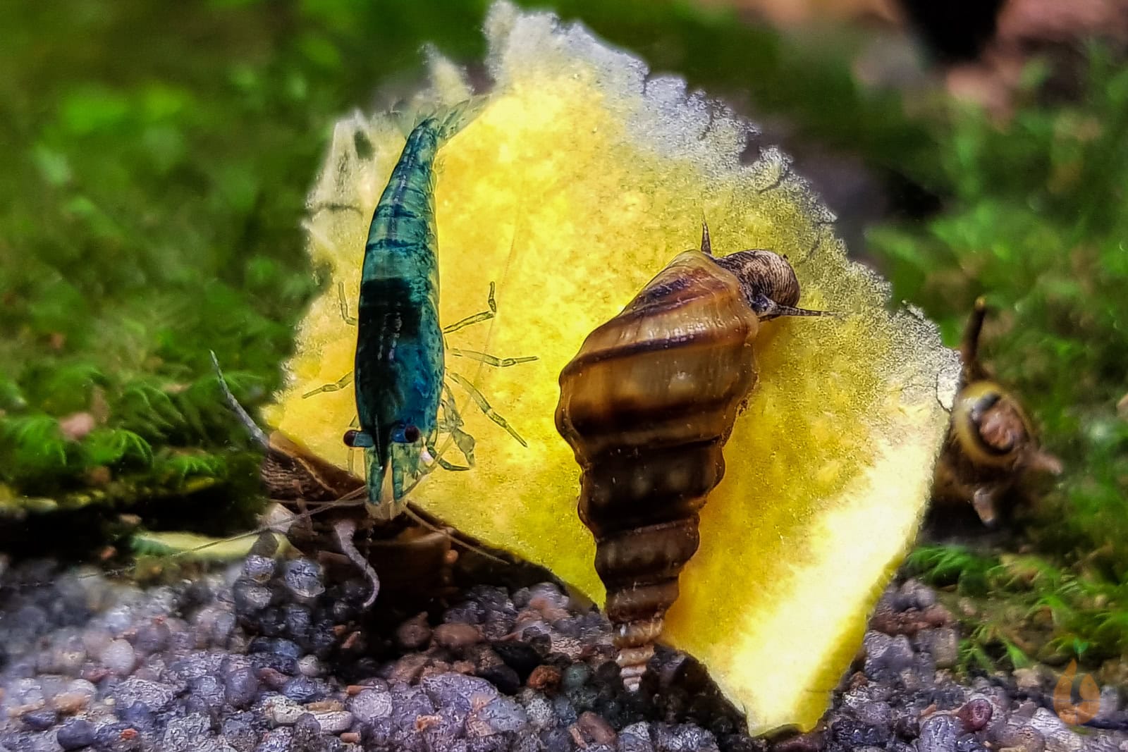 Gut eignen sich die schönen Schnecken als Gesellschaft für Garnelen oder friedliche Fische. Foto: Daniel Birnbaum (Aqua Birne)