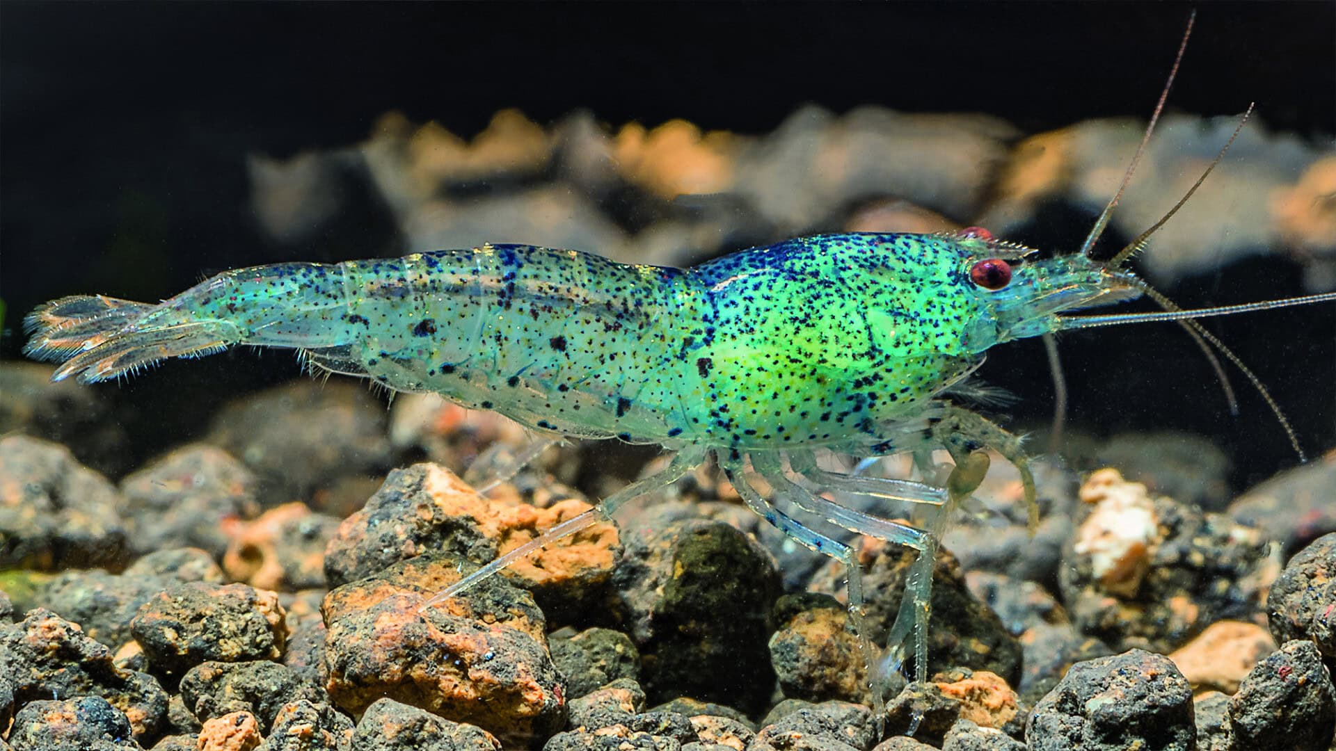 Die „Aura Blue“ gehört ebenso zu Caridina cantonensis … Bild: Neli Martín