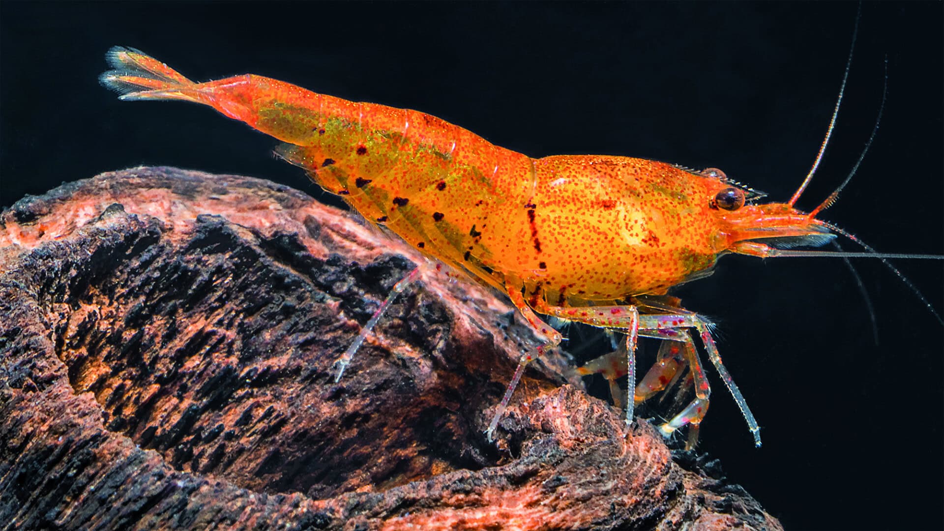 … oder die Tangerine Tiger. Sie alle kommen als Standortvarianten in der Natur vor. Bild: Neli Martín