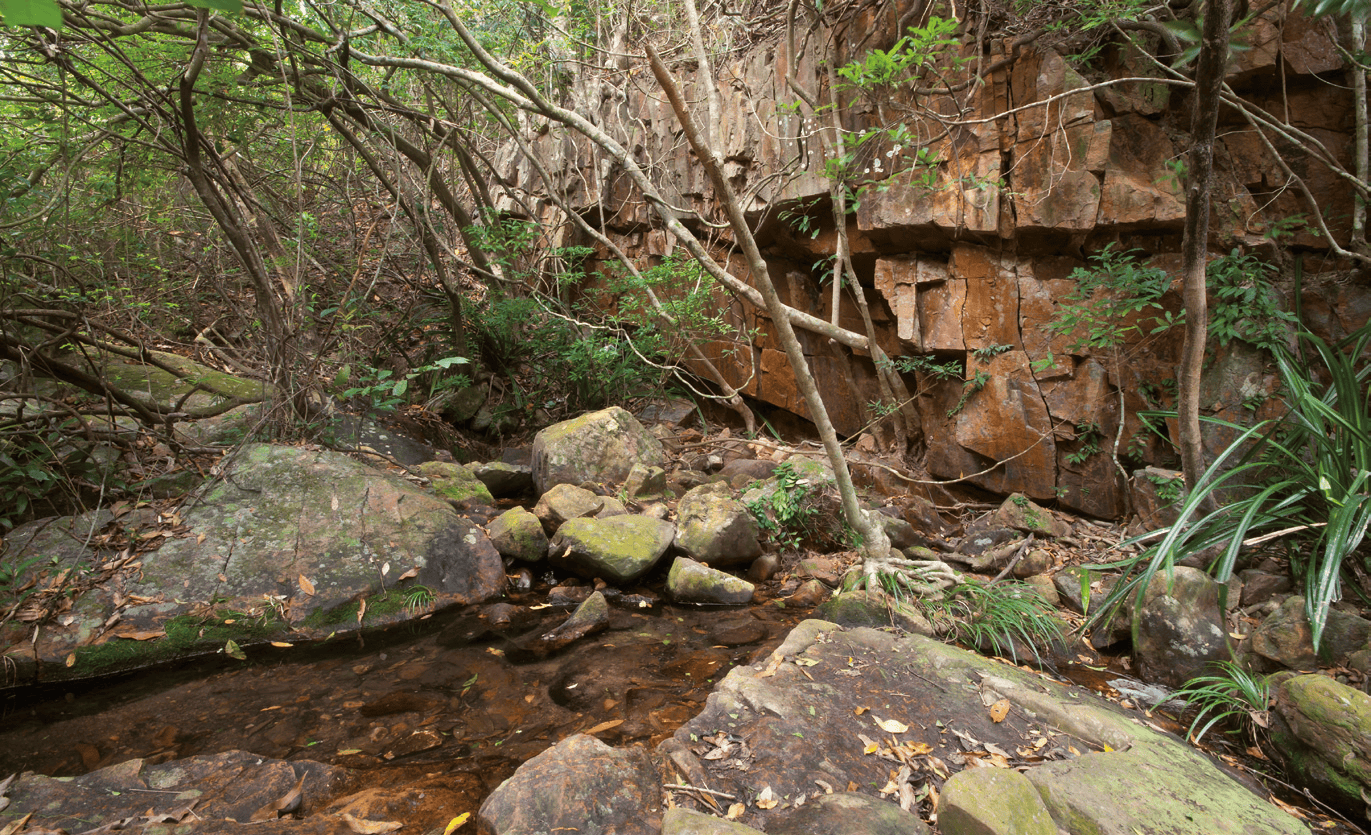 Habitat von Caridina logemanni in Hongkong. Foto: Werner Klotz