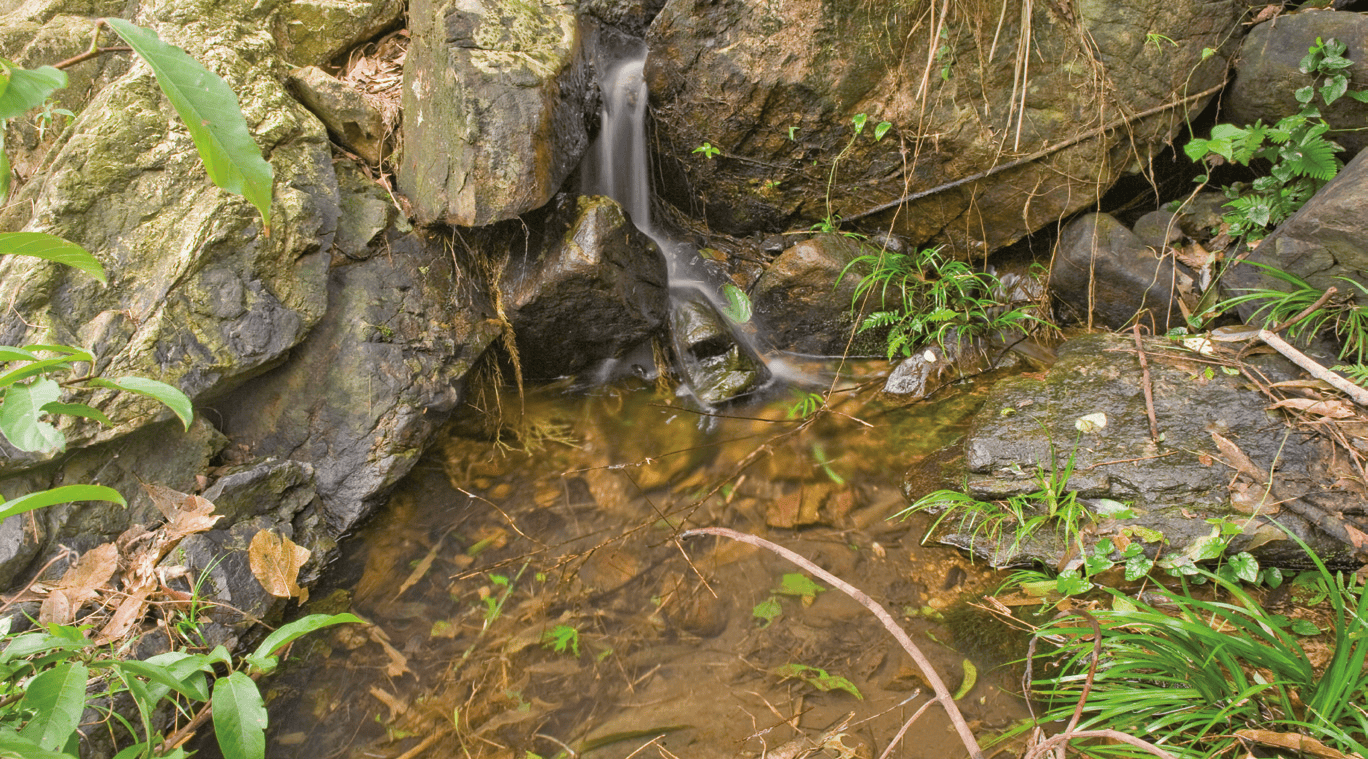 Habitat von Caridina mariae in der chinesischen Provinz Guangdong. Foto: Werner Klotz