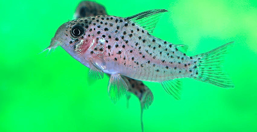 Hoplisoma sp. CW162 Rena 1 Hoplisoma sp. CW162 "Rena"