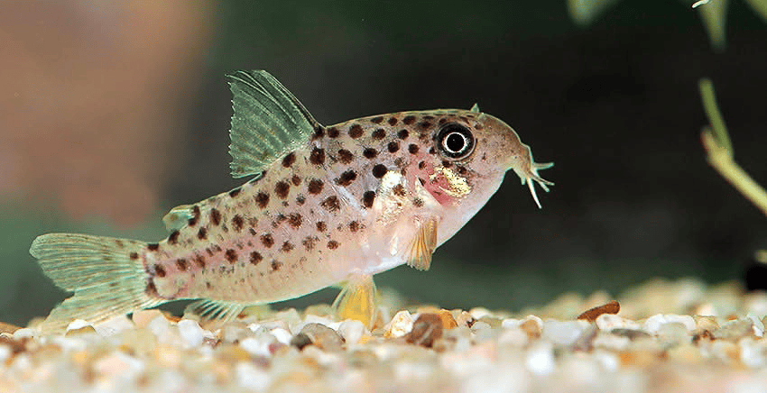 Hoplisoma sp. CW162 Rena 2 Hoplisoma sp. CW162 "Rena"