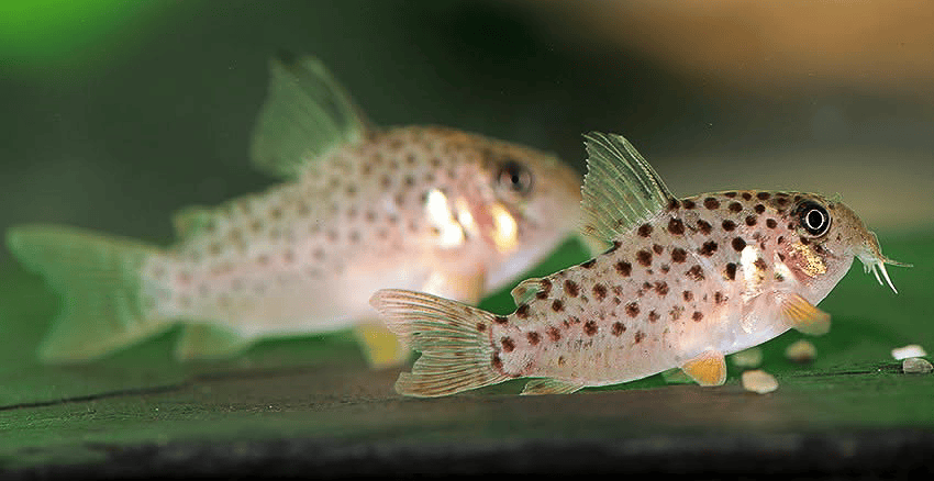 Hoplisoma sp. CW162 Rena 3 Hoplisoma sp. CW162 "Rena"