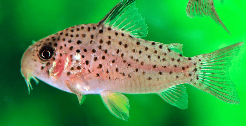 Hoplisoma sp. CW162 Rena 4 Hoplisoma sp. CW162 "Rena"
