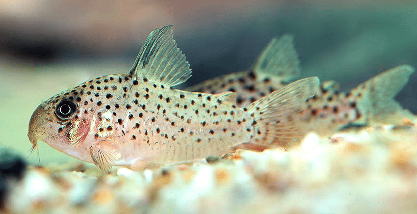 Hoplisoma sp. CW162 Rena 5 Hoplisoma sp. CW162 "Rena"